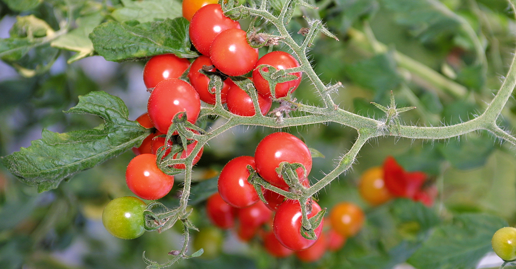 Tomatoes image1